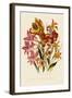 Bright Gladioli-null-Framed Giclee Print