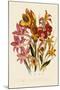 Bright Gladioli-null-Mounted Giclee Print