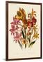 Bright Gladioli-null-Framed Giclee Print