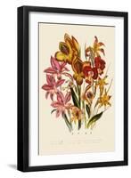 Bright Gladioli-null-Framed Giclee Print