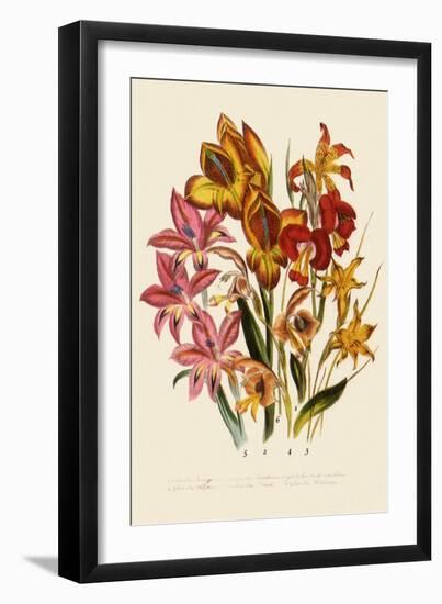 Bright Gladioli-null-Framed Giclee Print