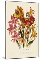 Bright Gladioli-null-Mounted Giclee Print