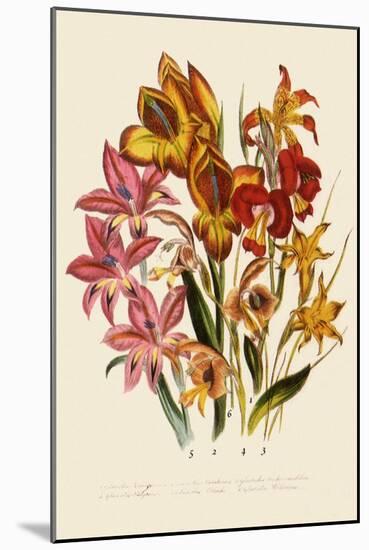 Bright Gladioli-null-Mounted Giclee Print