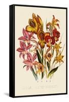 Bright Gladioli-null-Framed Stretched Canvas