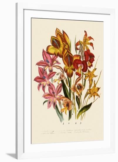 Bright Gladioli-null-Framed Giclee Print