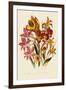 Bright Gladioli-null-Framed Giclee Print