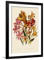 Bright Gladioli-null-Framed Giclee Print