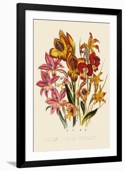 Bright Gladioli-null-Framed Giclee Print