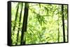 Bright Green Bamboo Forest-Liang Zhang-Framed Stretched Canvas