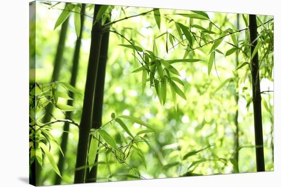 Bright Green Bamboo Forest-Liang Zhang-Stretched Canvas