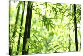 Bright Green Bamboo Forest-Liang Zhang-Stretched Canvas