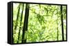 Bright Green Bamboo Forest-Liang Zhang-Framed Stretched Canvas