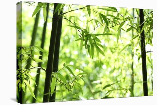 Bright Green Bamboo Forest-Liang Zhang-Stretched Canvas