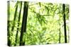 Bright Green Bamboo Forest-Liang Zhang-Stretched Canvas