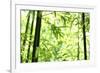 Bright Green Bamboo Forest-Liang Zhang-Framed Photographic Print
