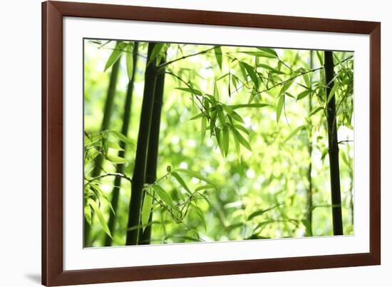 Bright Green Bamboo Forest-Liang Zhang-Framed Photographic Print