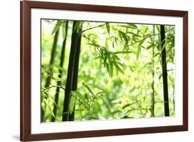 Bright Green Bamboo Forest-Liang Zhang-Framed Photographic Print