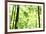 Bright Green Bamboo Forest-Liang Zhang-Framed Photographic Print