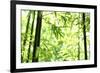 Bright Green Bamboo Forest-Liang Zhang-Framed Photographic Print