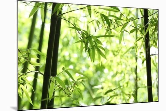 Bright Green Bamboo Forest-Liang Zhang-Mounted Photographic Print