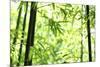 Bright Green Bamboo Forest-Liang Zhang-Mounted Photographic Print