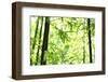 Bright Green Bamboo Forest-Liang Zhang-Framed Photographic Print