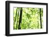 Bright Green Bamboo Forest-Liang Zhang-Framed Photographic Print