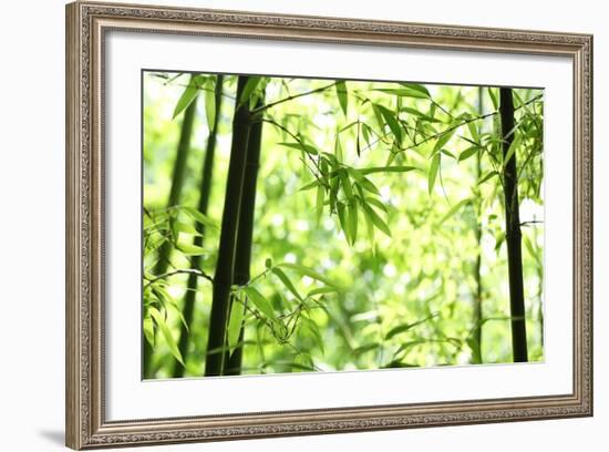 Bright Green Bamboo Forest-Liang Zhang-Framed Photographic Print