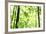 Bright Green Bamboo Forest-Liang Zhang-Framed Photographic Print