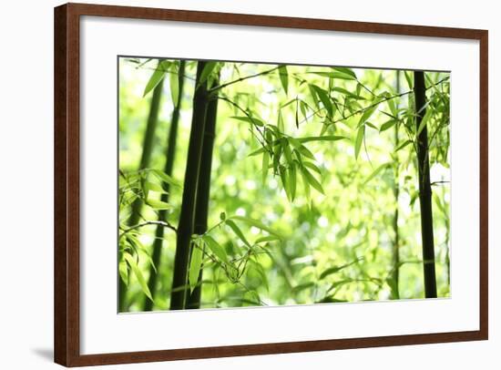 Bright Green Bamboo Forest-Liang Zhang-Framed Photographic Print