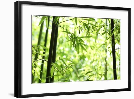 Bright Green Bamboo Forest-Liang Zhang-Framed Photographic Print