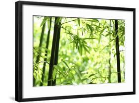 Bright Green Bamboo Forest-Liang Zhang-Framed Photographic Print