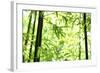 Bright Green Bamboo Forest-Liang Zhang-Framed Photographic Print