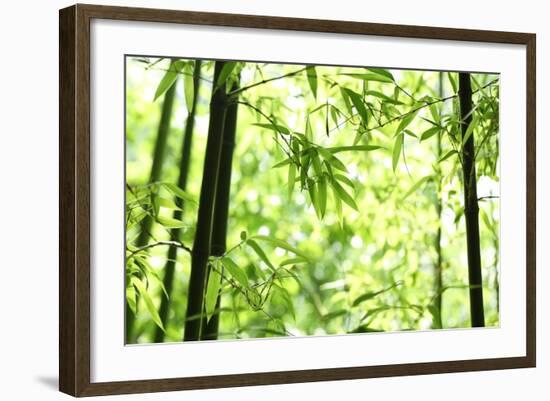 Bright Green Bamboo Forest-Liang Zhang-Framed Photographic Print