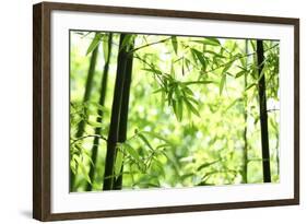 Bright Green Bamboo Forest-Liang Zhang-Framed Photographic Print