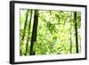 Bright Green Bamboo Forest-Liang Zhang-Framed Photographic Print