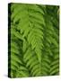 Bright Green Fern Near Blue Ridge Parkway, North Carolina-Andrew R. Slaton-Stretched Canvas