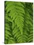 Bright Green Fern Near Blue Ridge Parkway, North Carolina-Andrew R. Slaton-Stretched Canvas