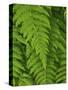 Bright Green Fern Near Blue Ridge Parkway, North Carolina-Andrew R. Slaton-Stretched Canvas