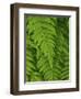 Bright Green Fern Near Blue Ridge Parkway, North Carolina-Andrew R. Slaton-Framed Photographic Print