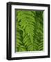 Bright Green Fern Near Blue Ridge Parkway, North Carolina-Andrew R. Slaton-Framed Photographic Print