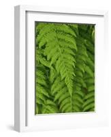 Bright Green Fern Near Blue Ridge Parkway, North Carolina-Andrew R. Slaton-Framed Photographic Print