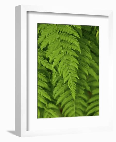 Bright Green Fern Near Blue Ridge Parkway, North Carolina-Andrew R. Slaton-Framed Photographic Print