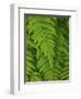 Bright Green Fern Near Blue Ridge Parkway, North Carolina-Andrew R. Slaton-Framed Photographic Print