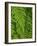 Bright Green Fern Near Blue Ridge Parkway, North Carolina-Andrew R. Slaton-Framed Photographic Print