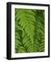 Bright Green Fern Near Blue Ridge Parkway, North Carolina-Andrew R. Slaton-Framed Photographic Print