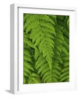 Bright Green Fern Near Blue Ridge Parkway, North Carolina-Andrew R. Slaton-Framed Photographic Print