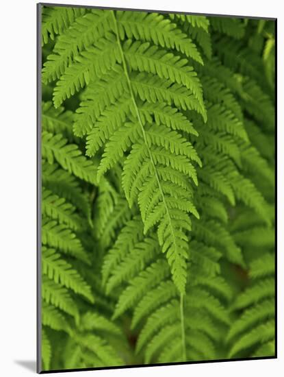 Bright Green Fern Near Blue Ridge Parkway, North Carolina-Andrew R. Slaton-Mounted Photographic Print