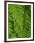 Bright Green Fern Near Blue Ridge Parkway, North Carolina-Andrew R. Slaton-Framed Photographic Print