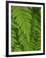 Bright Green Fern Near Blue Ridge Parkway, North Carolina-Andrew R. Slaton-Framed Photographic Print